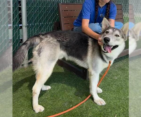 Medium Photo #1 German Shepherd Dog-Huskies  Mix Puppy For Sale in Camarillo, CA, USA
