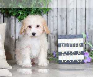 Poochon Puppy for sale in MOUNT VERNON, OH, USA