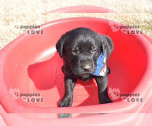 Labrador Retriever Puppy for sale in SANGER, TX, USA