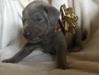 Small Photo #4 Weimaraner Puppy For Sale in DOW, IL, USA