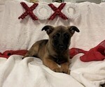 Small Photo #3 Belgian Malinois Puppy For Sale in LOST CREEK, WV, USA