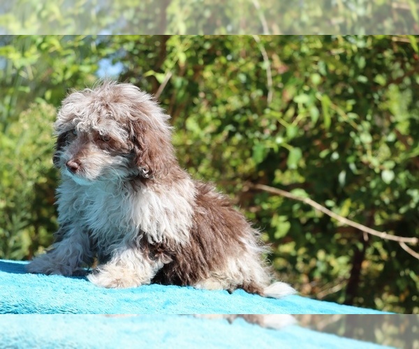 Medium Photo #9 ShihPoo Puppy For Sale in DYERSBURG, TN, USA