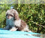 Small #8 ShihPoo