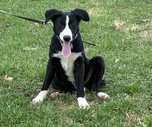 Bordernese Puppy for Sale in CHETEK, Wisconsin USA