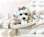 Maltese Puppies - Female Morkie Puppy for Sale - Photo #9