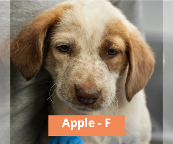 Medium Photo #1 Mutt Puppy For Sale in Brooklyn, NY, USA