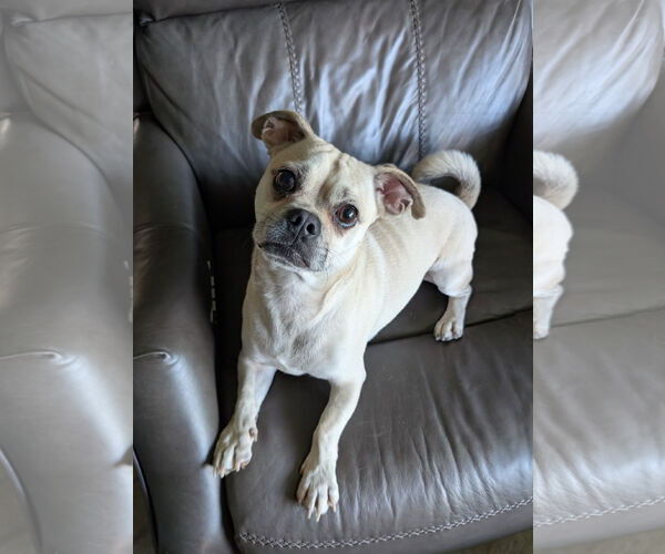 Medium Photo #4 Pug-Unknown Mix Puppy For Sale in Oakhurst, NJ, USA