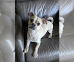 Small #3 Pug Mix