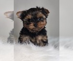 Small #7 Yorkshire Terrier