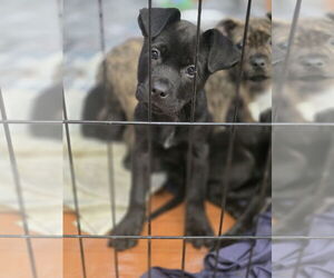 Boxador Dogs for adoption in SHERBURNE, NY, USA