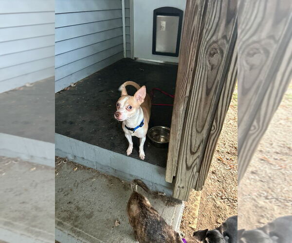 Medium Photo #7 Chihuahua-Unknown Mix Puppy For Sale in Springdale, PA, USA