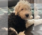 Small Photo #1 Aussiedoodle Miniature  Puppy For Sale in VANCOUVER, WA, USA