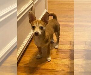 Chihuahua Puppy for sale in E PROVIDENCE, RI, USA