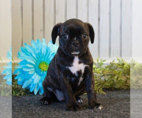 Medium Photo #4 Boston Terrier-Cavalier King Charles Spaniel Mix Puppy For Sale in MORGANTOWN, PA, USA