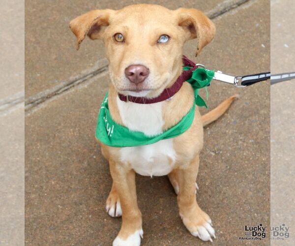 Medium Photo #6 Labrador Retriever-Retriever  Mix Puppy For Sale in Washington, DC, USA