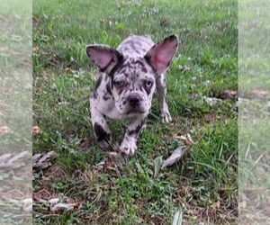 French Bulldog Puppy for sale in INDIANAPOLIS, IN, USA