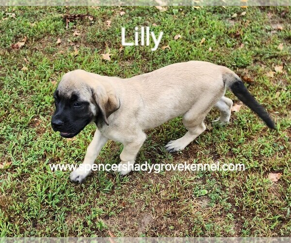 Medium Photo #17 Mastiff Puppy For Sale in CABOOL, MO, USA