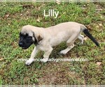 Small #16 Mastiff