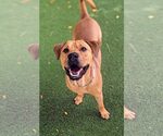 Small #49 Chinese Shar-Pei-Labrador Retriever Mix
