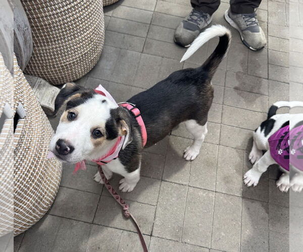 Medium Photo #2 Labrenees Puppy For Sale in Brooklyn Center, MN, USA