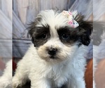 Small Photo #4 Shih Tzu Puppy For Sale in ELMHURST, IL, USA