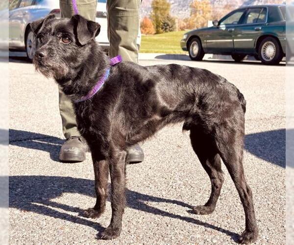 Medium Photo #1 Mutt Puppy For Sale in Ogden, UT, USA