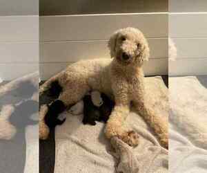 Mother of the Poodle (Standard) puppies born on 07/20/2025