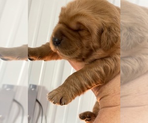 Golden Retriever Puppy for sale in WAVERLY, KY, USA
