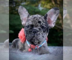 French Bulldog Puppy for Sale in PICKERINGTON, Ohio USA