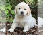 Puppy Rohmy English Cream Golden Retriever