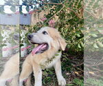Small #4 Great Pyrenees