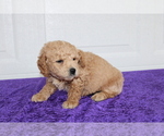 Small Photo #8 Goldendoodle (Miniature) Puppy For Sale in BLOOMINGTON, IN, USA
