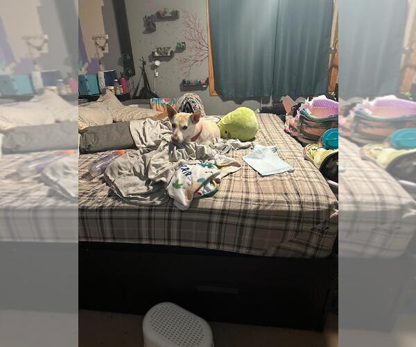 Medium Photo #7 German Shepherd Dog-Unknown Mix Puppy For Sale in Farmington, MN, USA