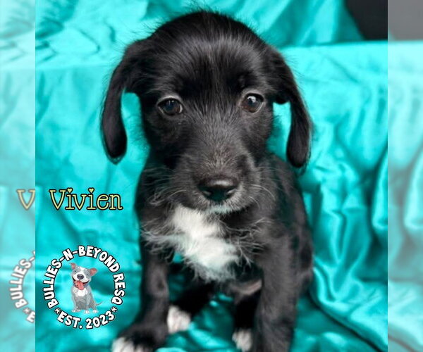 Medium Photo #3 Mutt Puppy For Sale in Omaha, NE, USA