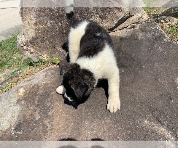 Medium Photo #2 Akita Puppy For Sale in UNION CITY, GA, USA