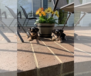 Yorkshire Terrier Puppy for sale in PATRICK SPGS, VA, USA
