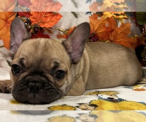 French Bulldog Puppy for sale in BOLIVAR, MO, USA