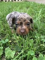 Dachshund Puppy for sale in STOCKTON, MO, USA
