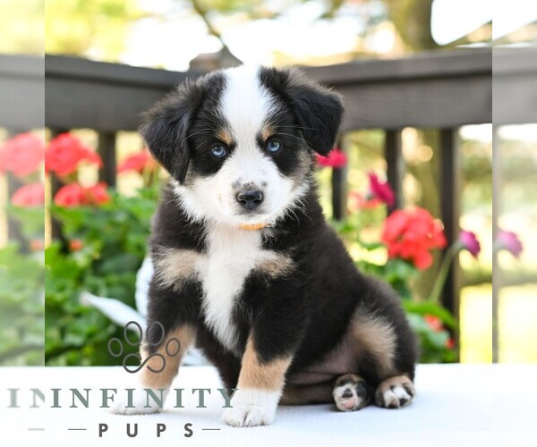 Medium Photo #3 Miniature Australian Shepherd Puppy For Sale in REBERSBURG, PA, USA