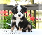 Small #2 Miniature Australian Shepherd