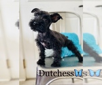 Small Photo #7 Schnauzer (Miniature) Puppy For Sale in COOKEVILLE, TN, USA