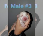 Small Photo #2 Beaglier Puppy For Sale in WHEATON, MO, USA