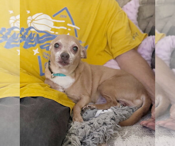 Medium Photo #3 Chihuahua-Unknown Mix Puppy For Sale in Pittsburg, CA, USA