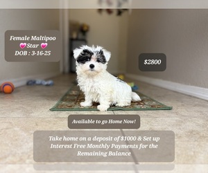 Maltipoo Puppy for sale in TUCSON, AZ, USA