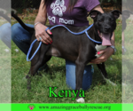 Small #2 Labrador Retriever Mix