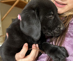 Small Photo #4 Labrador Retriever Puppy For Sale in MARYVILLE, TN, USA