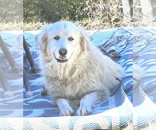 Medium Photo #1 Great Pyrenees Puppy For Sale in Croydon, NH, USA