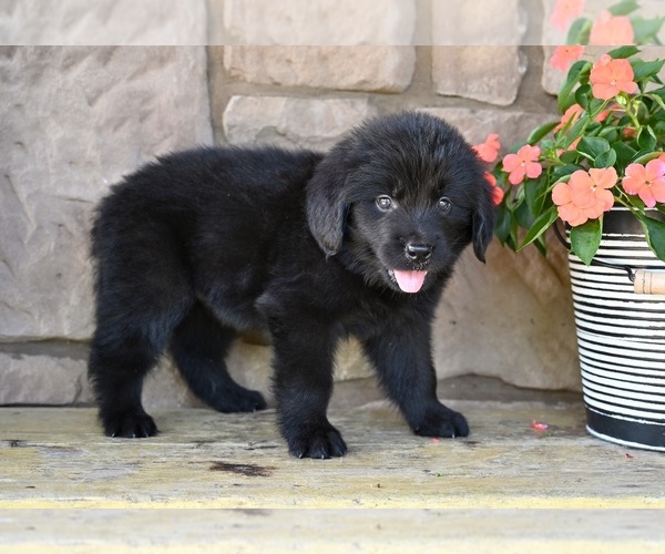 Medium Photo #6 Newfoundland Puppy For Sale in MILLERSBURG, OH, USA