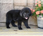 Small #5 Newfoundland