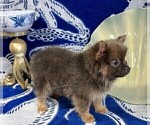 Small Photo #7 Pomeranian Puppy For Sale in FRESNO, CA, USA